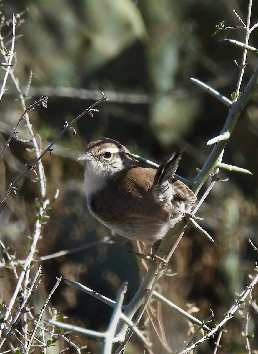 Bewick Çıtkuşu - ML648708180