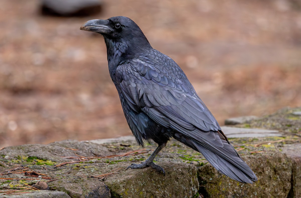 Common Raven - ML648708189