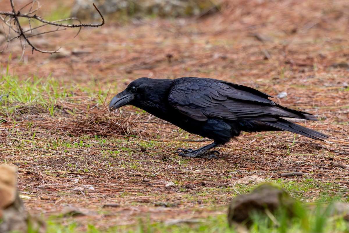Common Raven - ML648708190