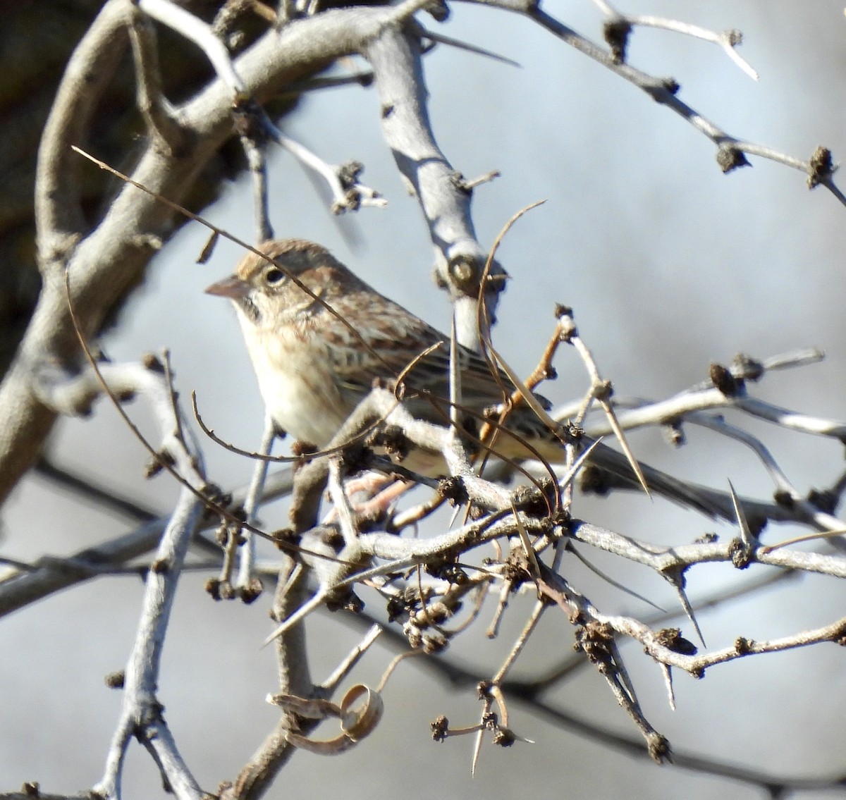 Cassin Serçesi - ML648708192