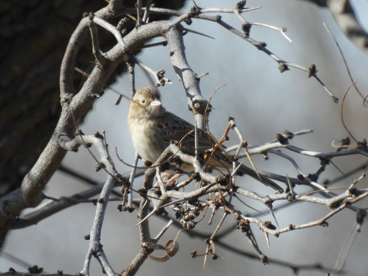 Cassin Serçesi - ML648708194