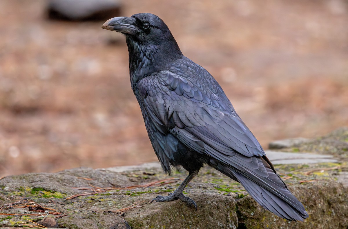 Common Raven - ML648708196