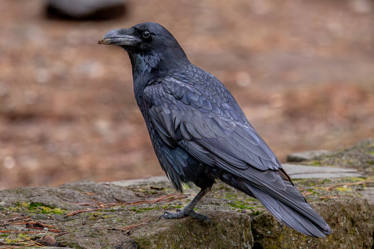 Common Raven - ML648708199