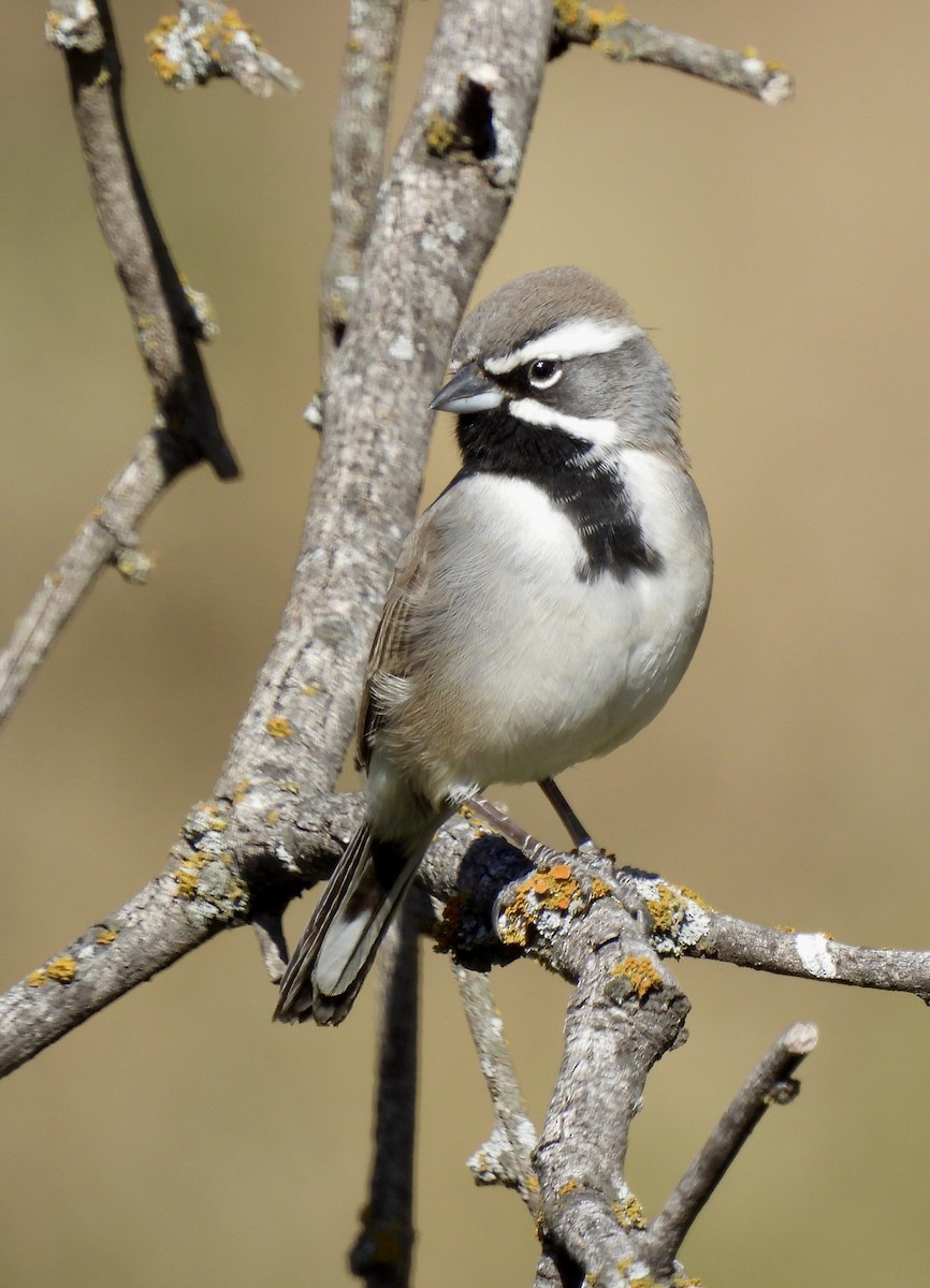 Kara Boğazlı Serçe - ML648708211