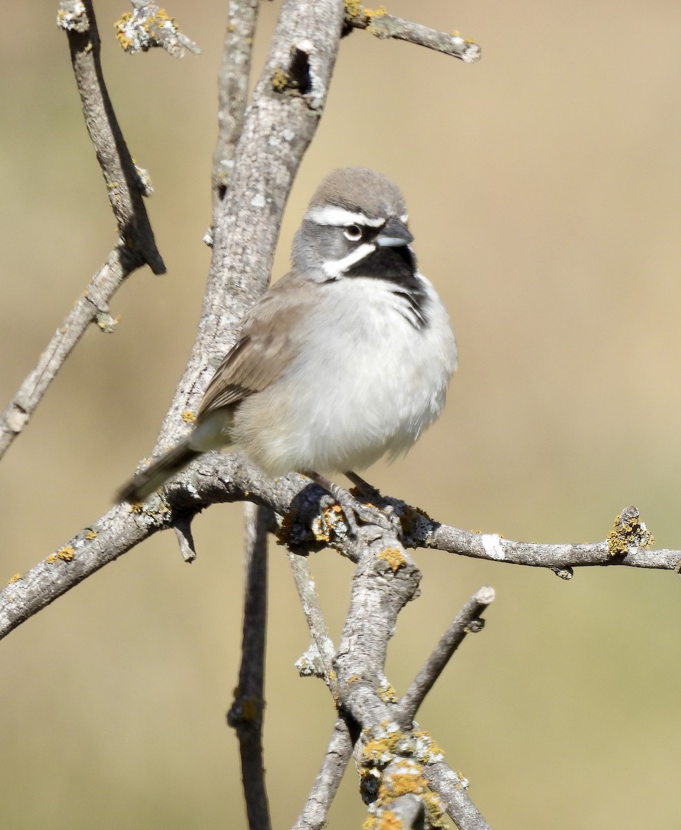 Kara Boğazlı Serçe - ML648708212