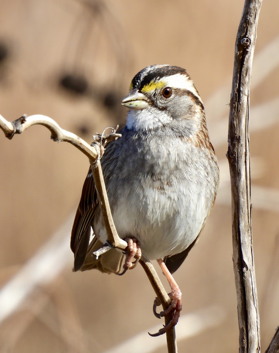Ak Boğazlı Serçe - ML648708241