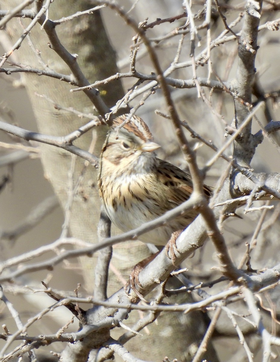 Lincoln Serçesi - ML648708253