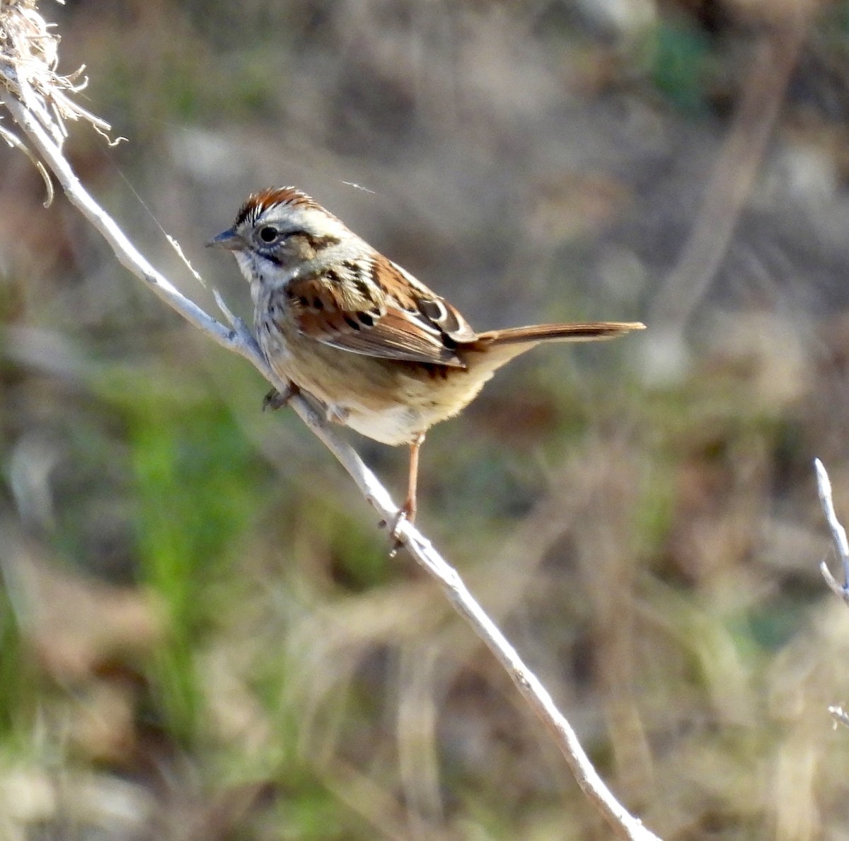 Bataklık Serçesi - ML648708269