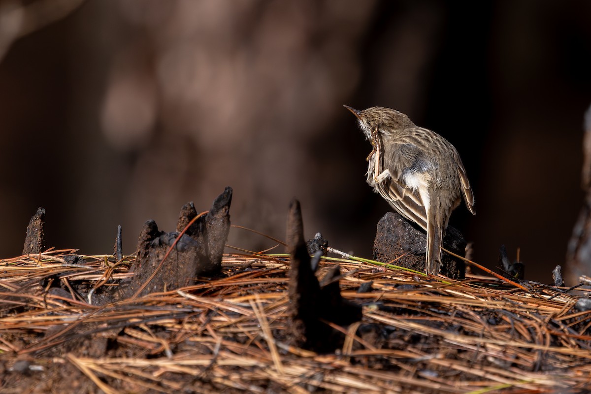 Berthelot's Pipit - ML648708276