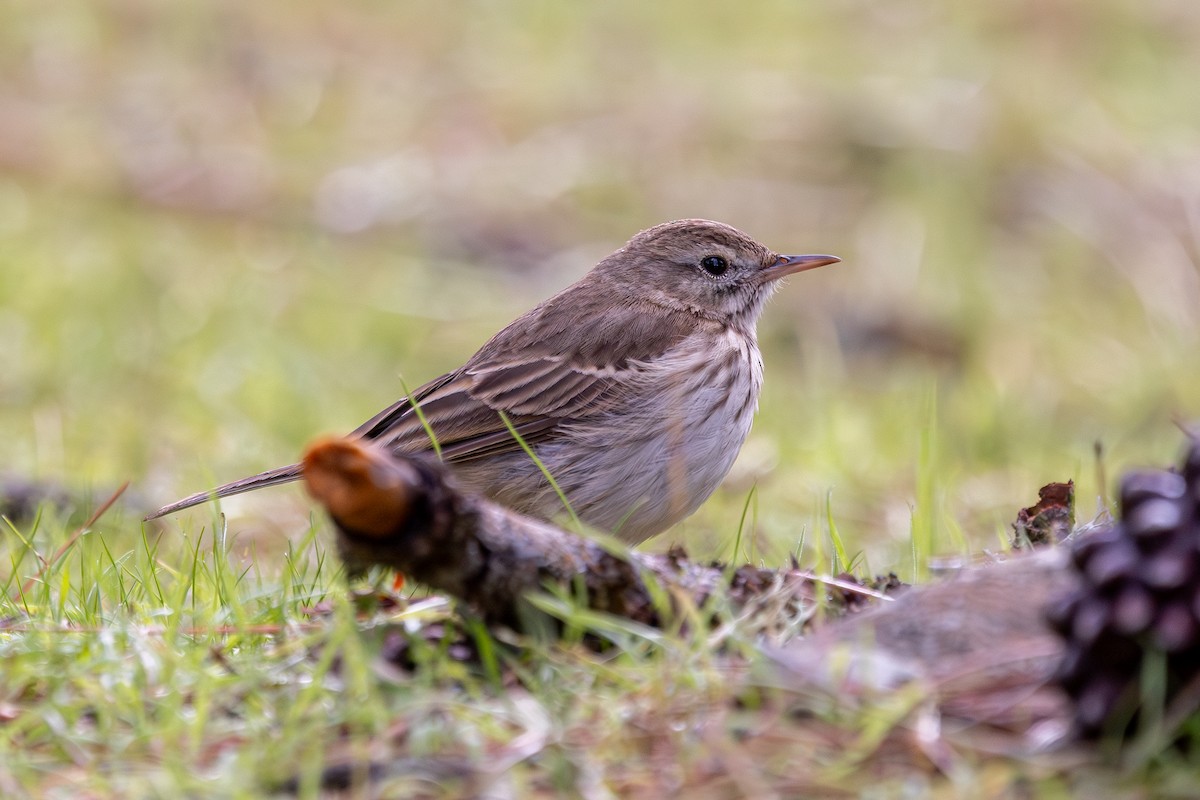 Berthelot's Pipit - ML648708278