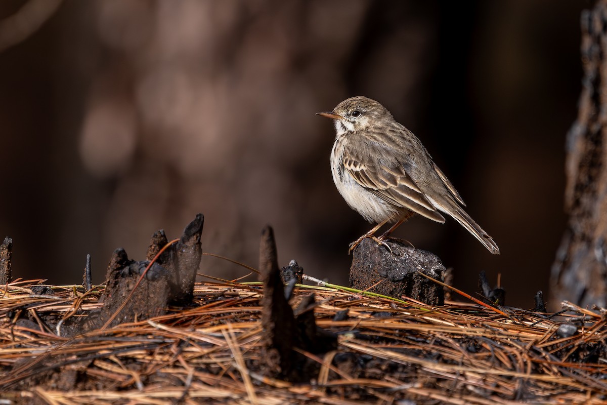 Berthelot's Pipit - ML648708279
