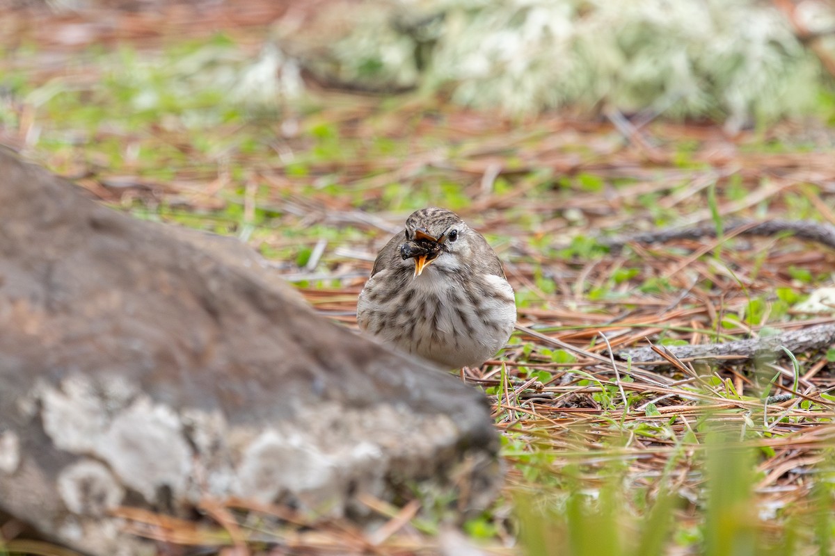 Berthelot's Pipit - ML648708281