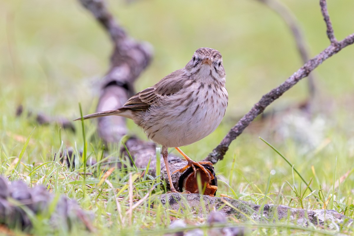 Berthelot's Pipit - ML648708282