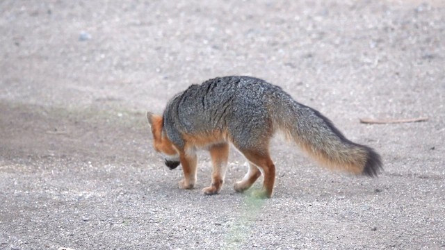 Island Fox - ML648708284