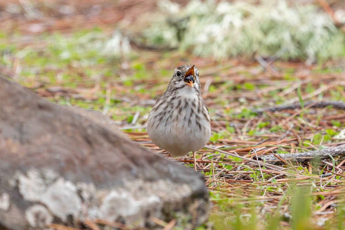 Berthelot's Pipit - ML648708285