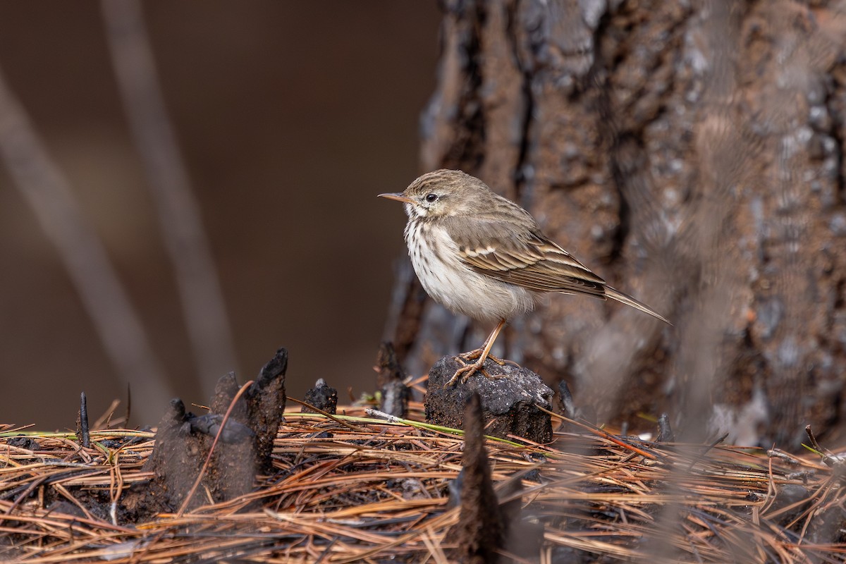 Berthelot's Pipit - ML648708287
