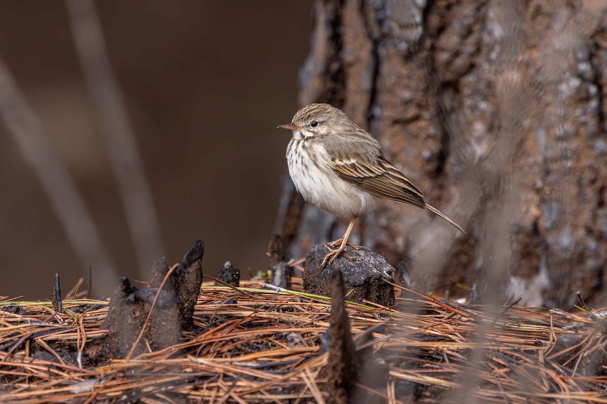 Berthelot's Pipit - ML648708291
