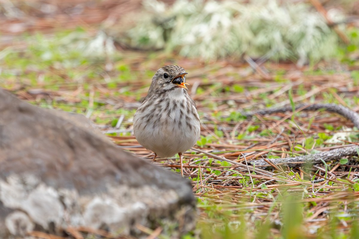 Berthelot's Pipit - ML648708292