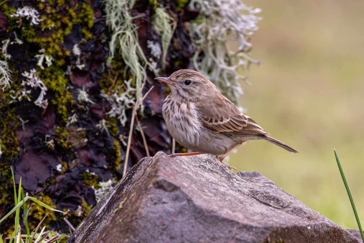 Berthelot's Pipit - ML648708294