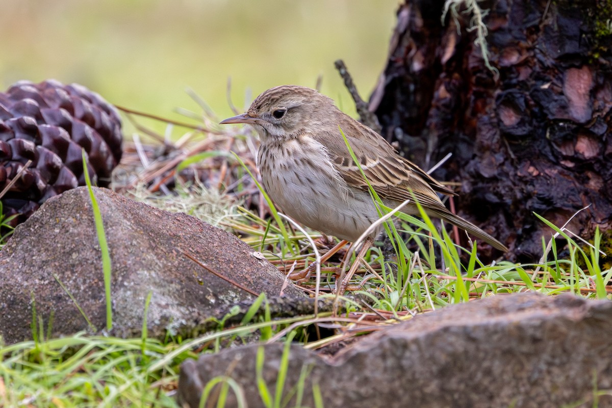 Berthelot's Pipit - ML648708295