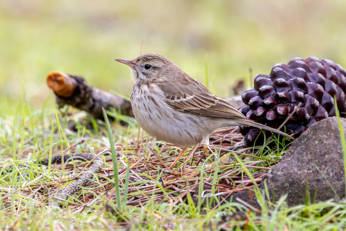 Berthelot's Pipit - ML648708296