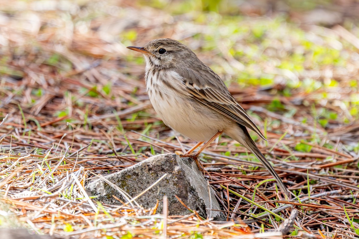 Berthelot's Pipit - ML648708304