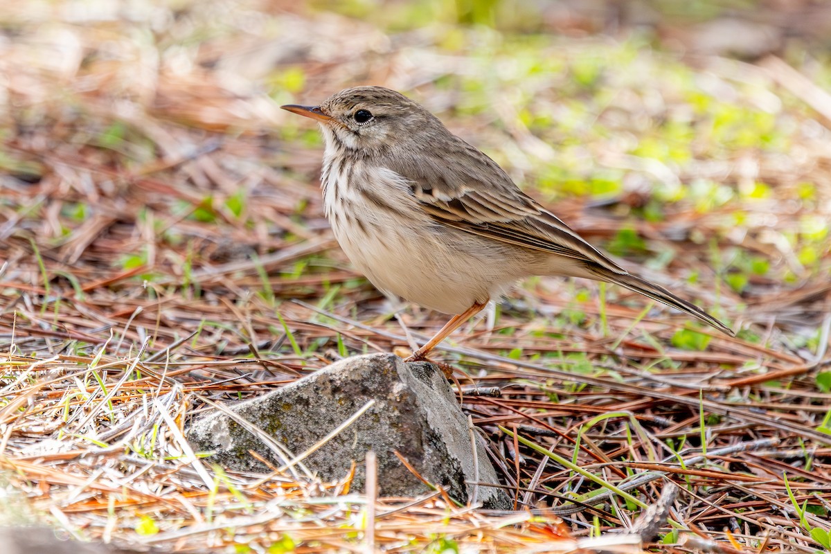 Berthelot's Pipit - ML648708305