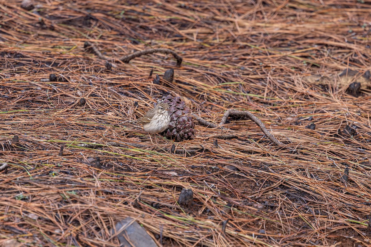 Berthelot's Pipit - ML648708309