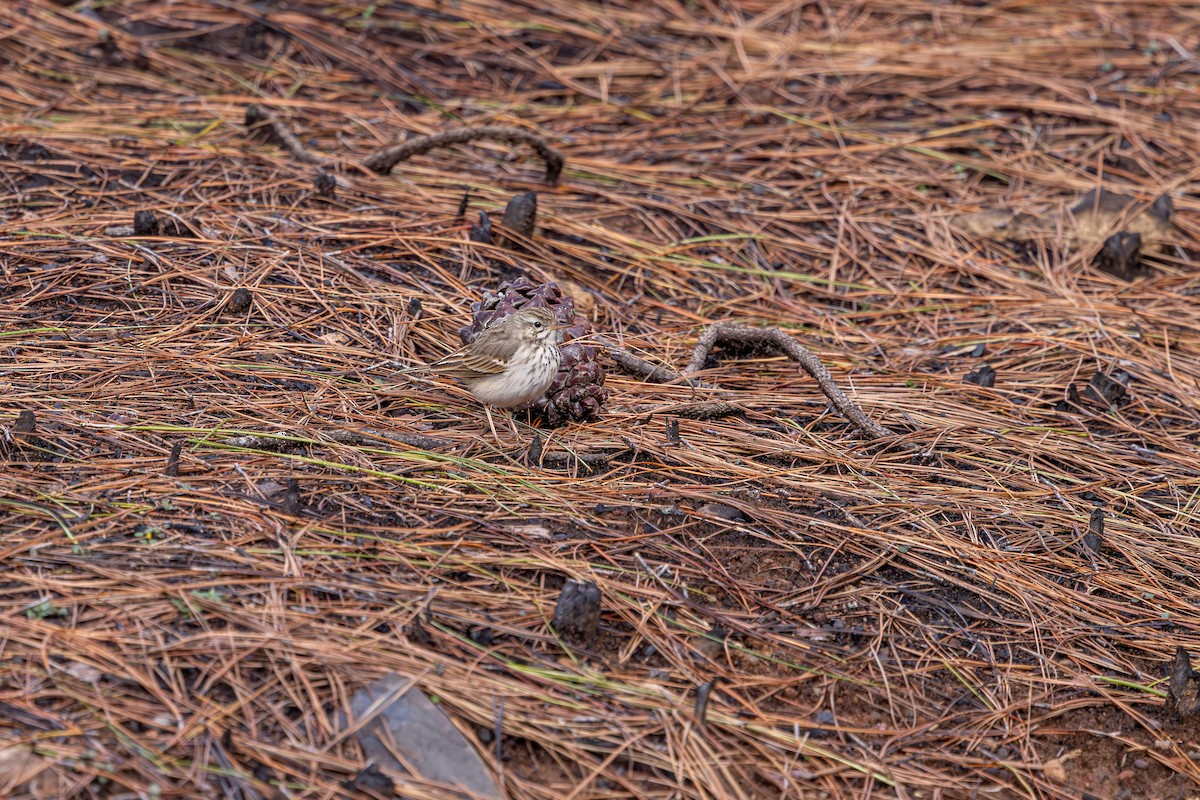 Berthelot's Pipit - ML648708310