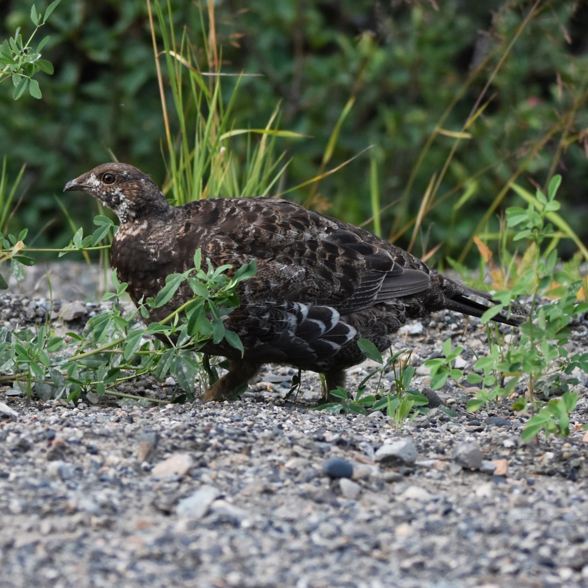 Tetraoninae sp. - ML648708334