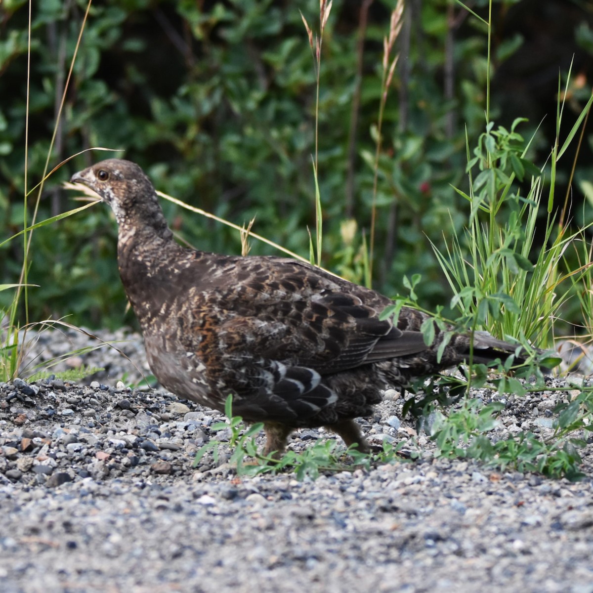 Tetraoninae sp. - ML648708335
