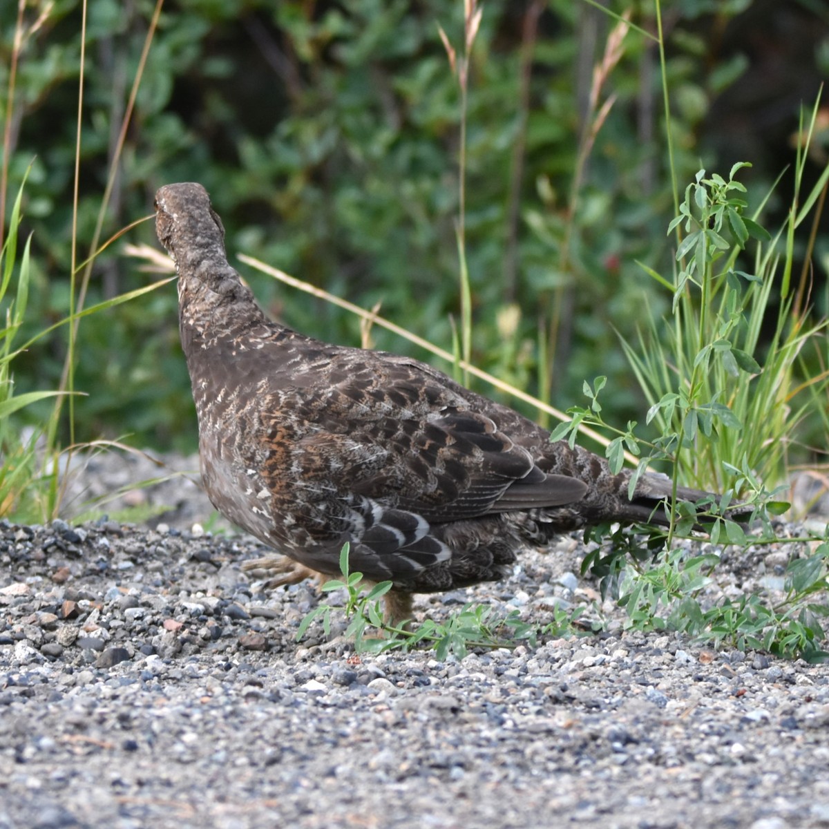 Tetraoninae sp. - ML648708336