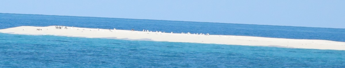 Maskentölpel - ML648708717