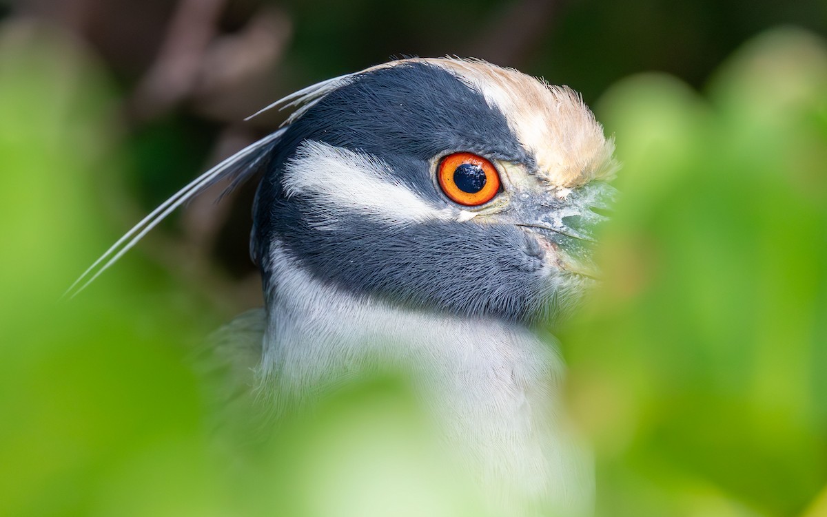 Yellow-crowned Night Heron - ML648708771