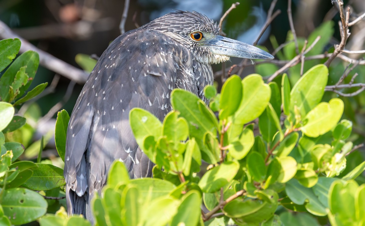 Yellow-crowned Night Heron - ML648708772