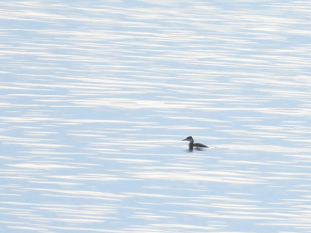 Somormujo Cuellirrojo - ML648708782