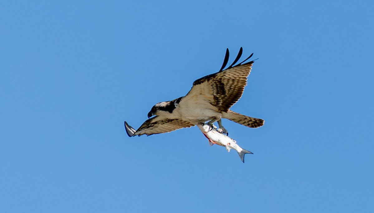 Osprey - ML648708839