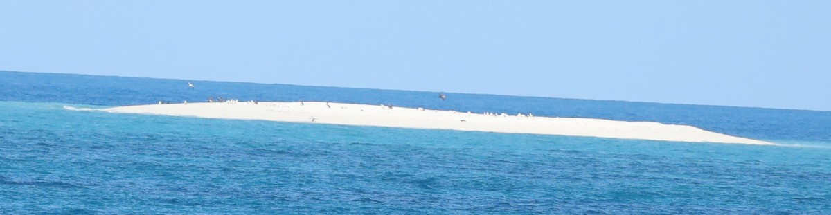 Maskentölpel - ML648708868