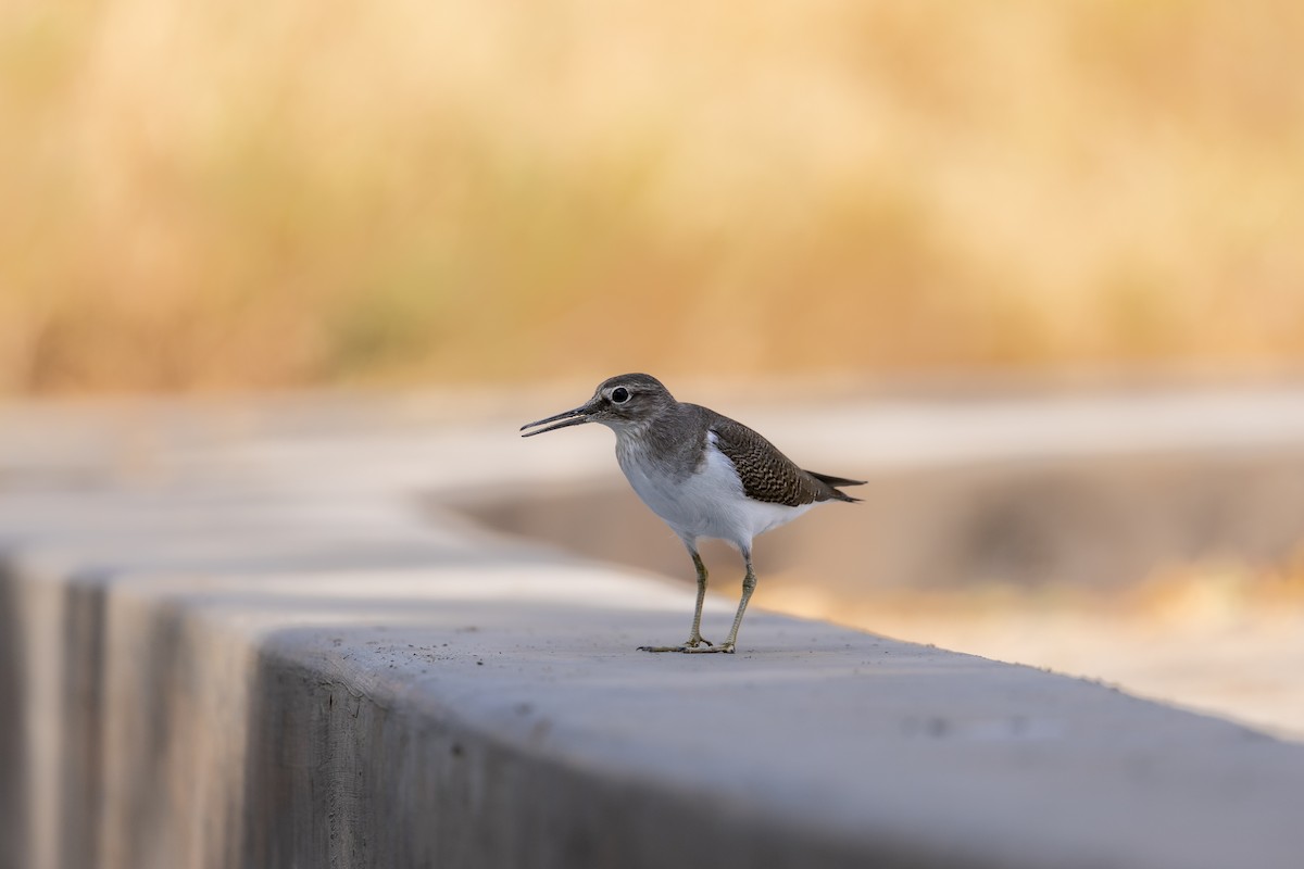 Dere Düdükçünü - ML648708975