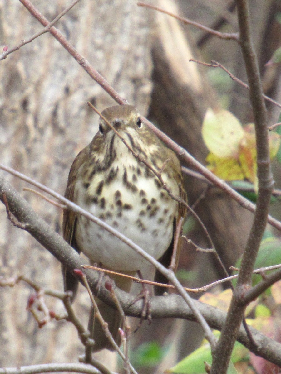 Hermit Thrush - ML648709074