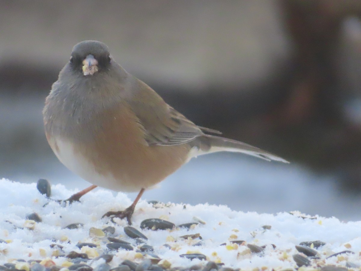 Dark-eyed Junco (Pink-sided) - ML648709752
