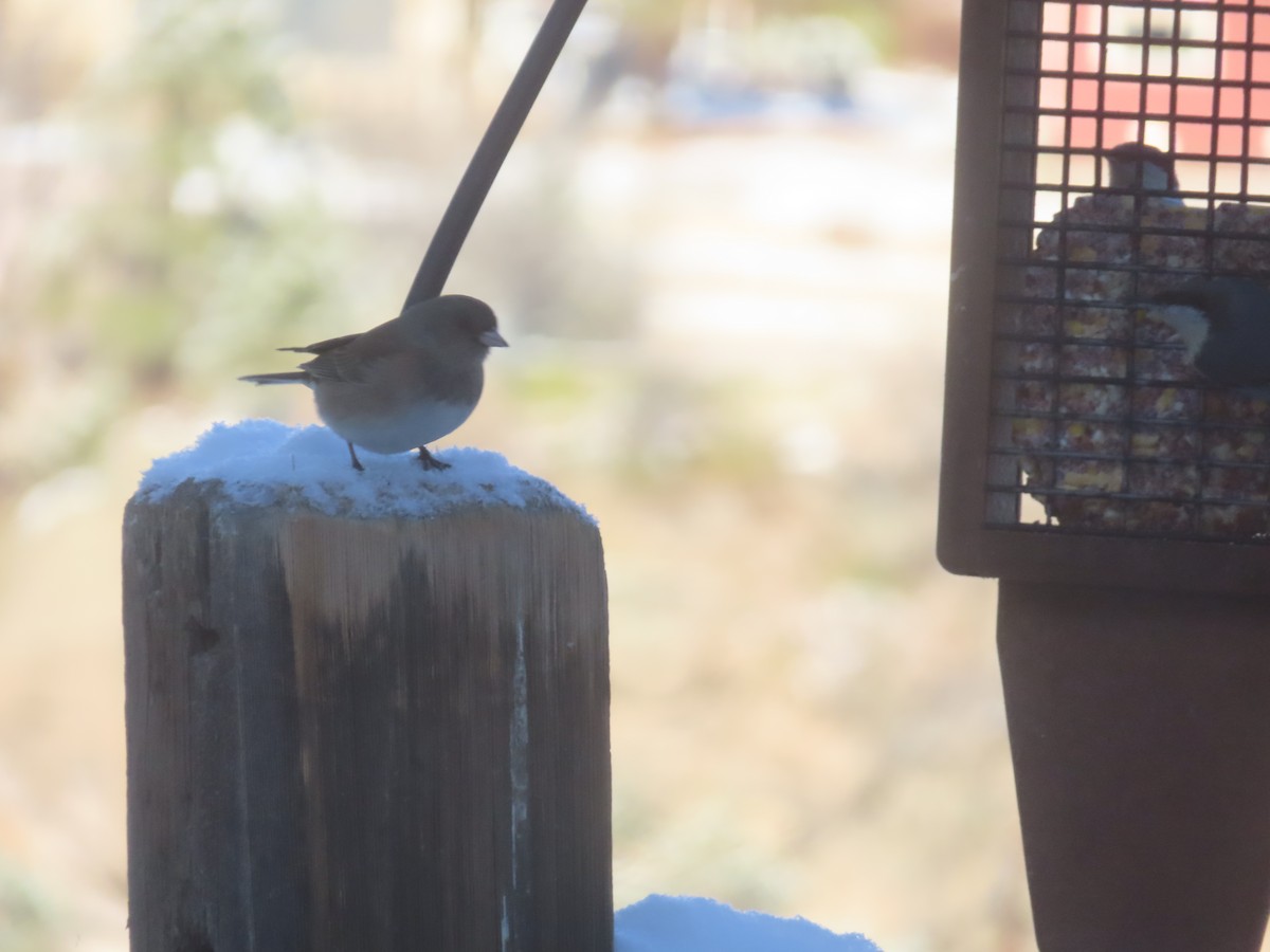 Dark-eyed Junco (Pink-sided) - ML648709818