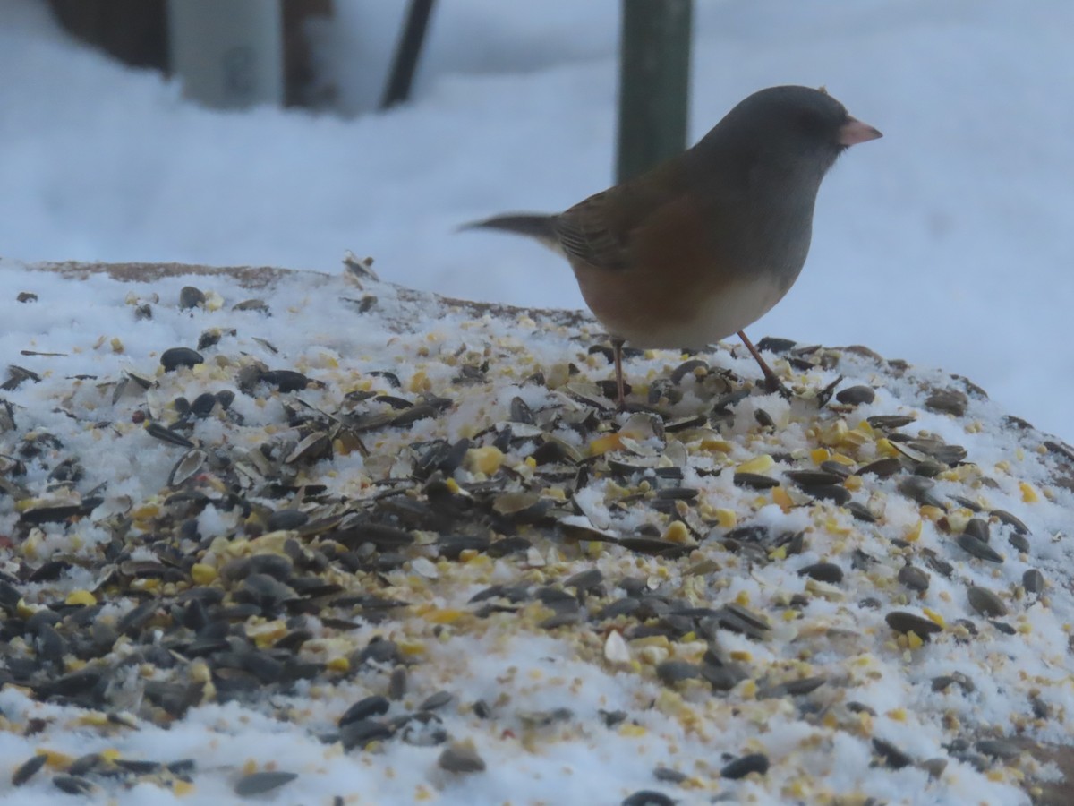 Dark-eyed Junco (Pink-sided) - ML648709932
