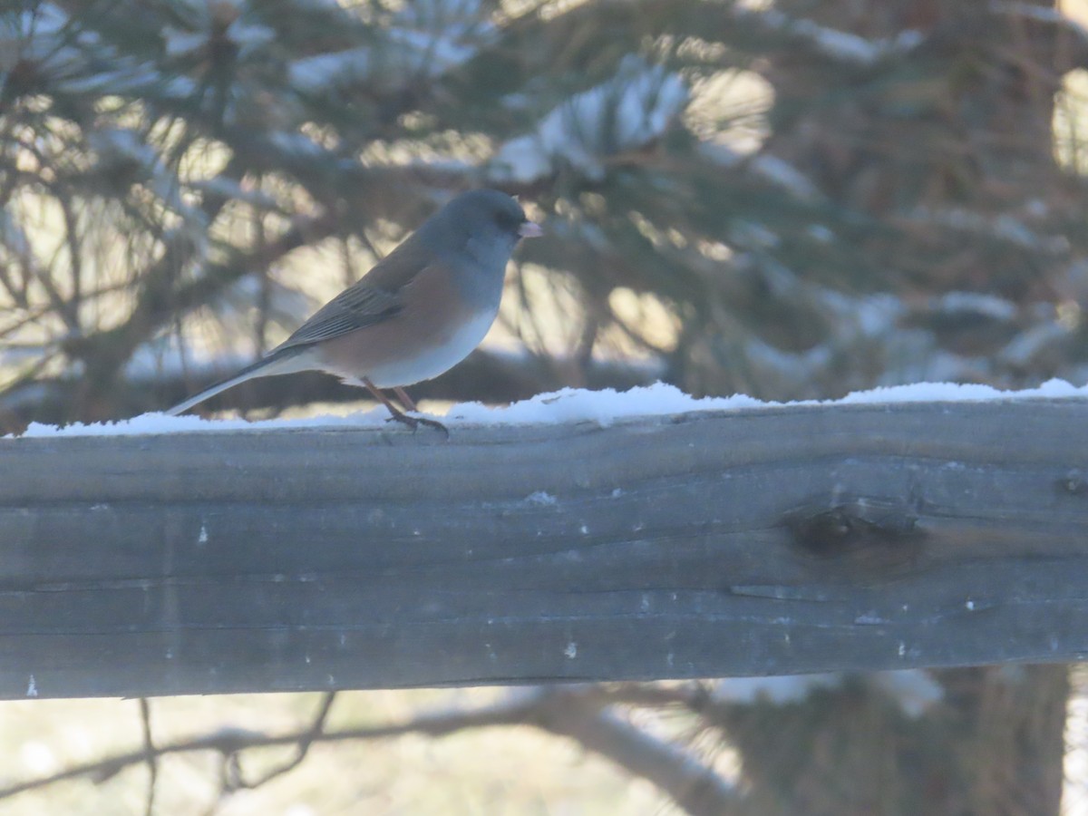 Dark-eyed Junco (Pink-sided) - ML648709979