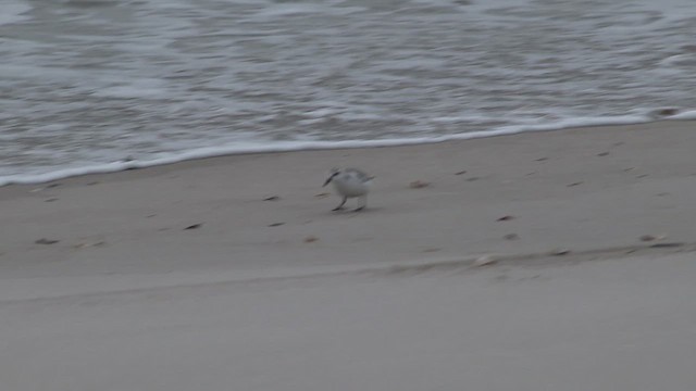 חופית לבנה - ML648710122