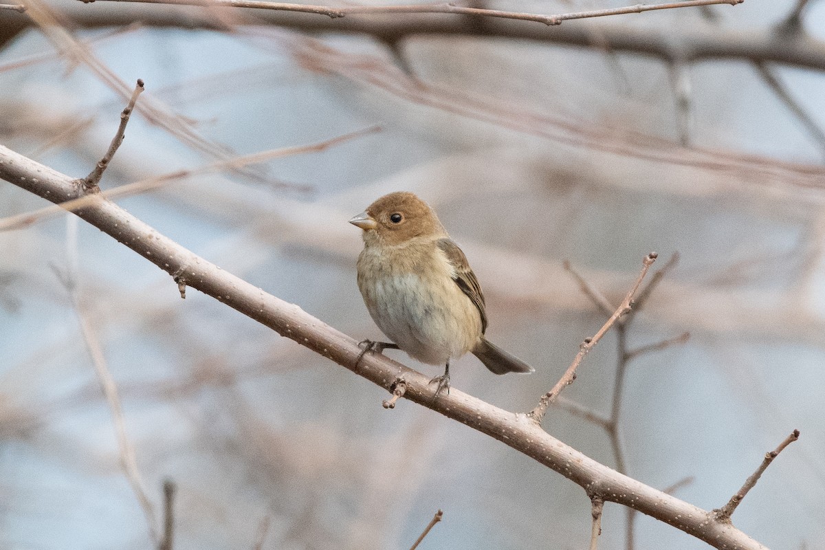 Индиговый колорин - ML648710198