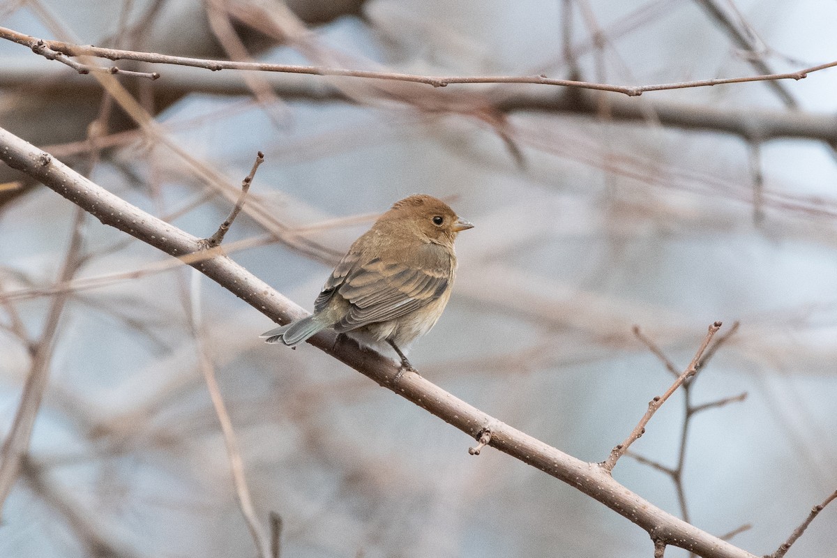 Индиговый колорин - ML648710200