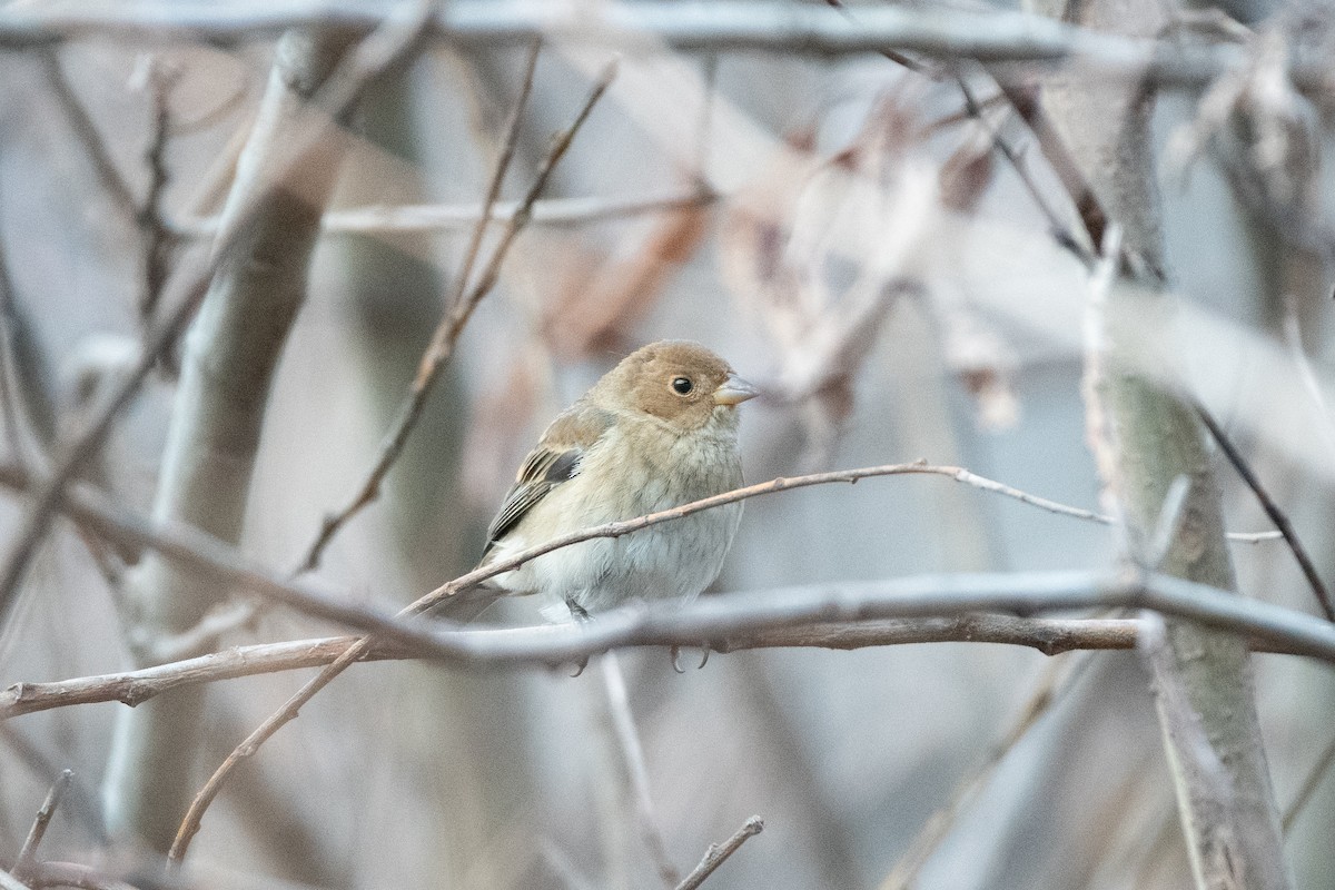 Индиговый колорин - ML648710201