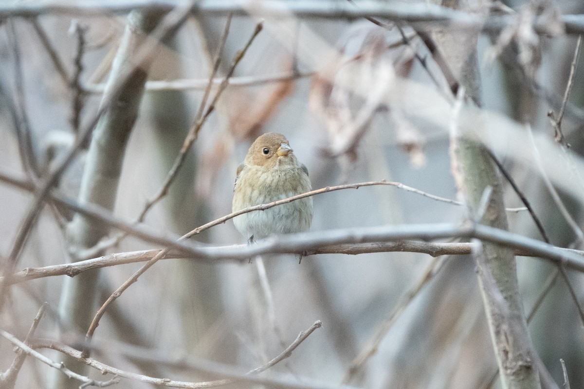 Индиговый колорин - ML648710202