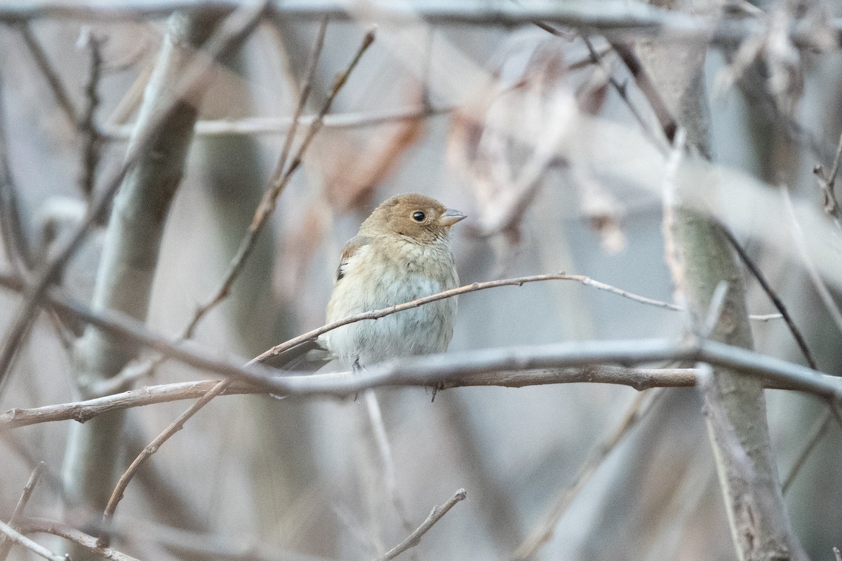 Индиговый колорин - ML648710203